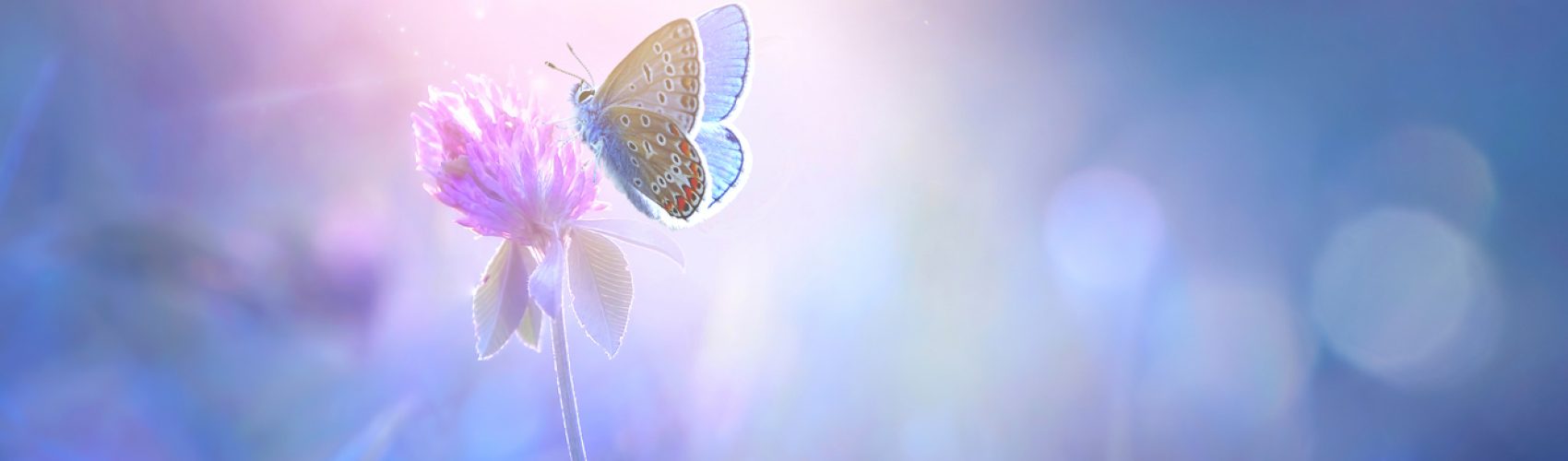 Butterfly on clover flower in spring in summer in rays of transparent violet light, soft focus macro. Aerial refined subtle gentle exquisite artistic image beauty of nature.