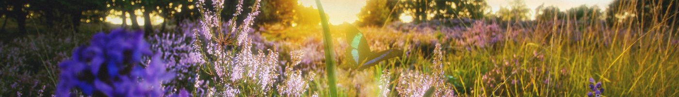 scene-printemps-fleurs-papillon-2